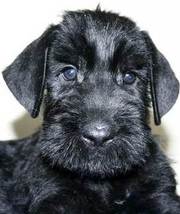 продам щенков Ризеншнауцера г. Остер