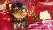 Элитные щеночки йоркширского терьера шоу класса