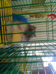 Джунгарские хомяки