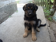 Щенки немецкой овчарки. Срочно продам!
