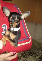 Случка кабеля русского той-терьера. НЕДОРОГО