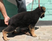 Продам щенка немецкой овчарки.