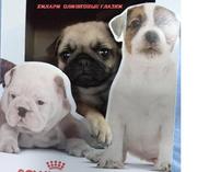            Девочка мопсютка.