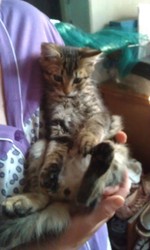 Отдамкотенка 2 мес. мальчик