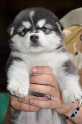 щенки северной ездовой собаки Аляскинский маламут