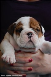 Английские бульдоги