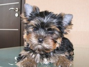 Йоркширский терьер мальчики 2, 5 месяца