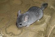 Продам домашних Шиншилл