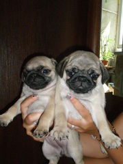 продам мопсиков - 1200 грн.