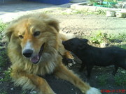 Минипиг-декоративная свинка