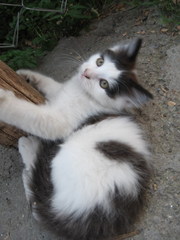 Подарю котенка