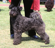 Продаются щенки венгерской овчарки - пуми