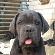 Продам щенков Кане Корсо Итальяно