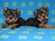 Йоркширский терьер мальчики 3 месяца 