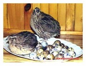 павлины, фазаны, перепела, цесарки, гуси