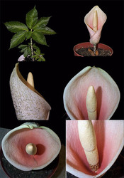  AMORPHOPHALLUS BULBIFER или ЗМЕИННАЯ ПАЛЬМА