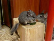 продам шиншиллок:девочку и мальчика