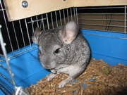 Шиншилла (Днепропетровск)