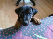 Продам щенка ягдтерьера.