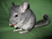 Шиншилла (Запорожье)