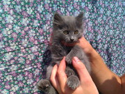 Отдам котенка в подарок!