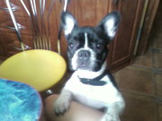 продам французского бульдога