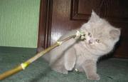 британские короткошерстные чистокровные котята 