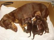 щенки гладкошерстной таксы кофейного окраса