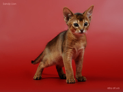 Абиссинский котенок