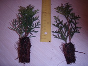 Продам тую Смарагд,  Брабант -15см. высоты