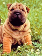 Шарпейчики 