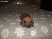 Щенки гладкошерстной таксы