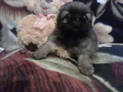 Продам щенка  пикинеса 