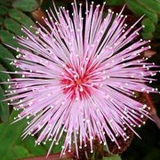 Мимоза стыдливая