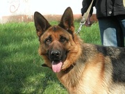 срочно!щенки немецкой овчарки!