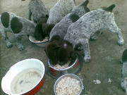 Продам щенков курцхаара