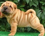 Щенки Шарпея