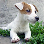 Джек Рассел супер мальчики.