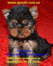 Элитные щеночки йоркширского терьера шоу класса!!!