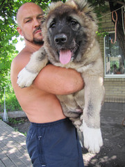  Щенки кавказской овчарки от Чемпиона Украины