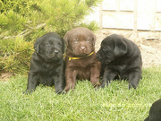 Щенки лабрадора шоколадного и чёрного цвета
