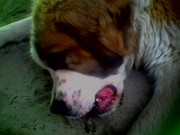 Ищем девочку сенбернара