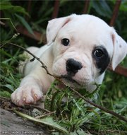 Породные щенки американского бульдога