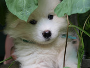 Продаю щенков самоедской лайки