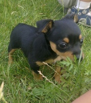 русский той тереьр чистопородные щенки