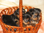 продаются йоркширские терьеры