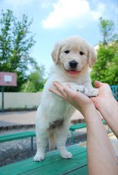 Щенок золотистого ретривера