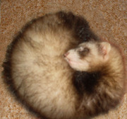 Продаются щенки фретки