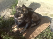 Продам щенков немецкой овчарки