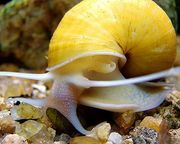 Ампулярии желтые (золотые),  Позняки